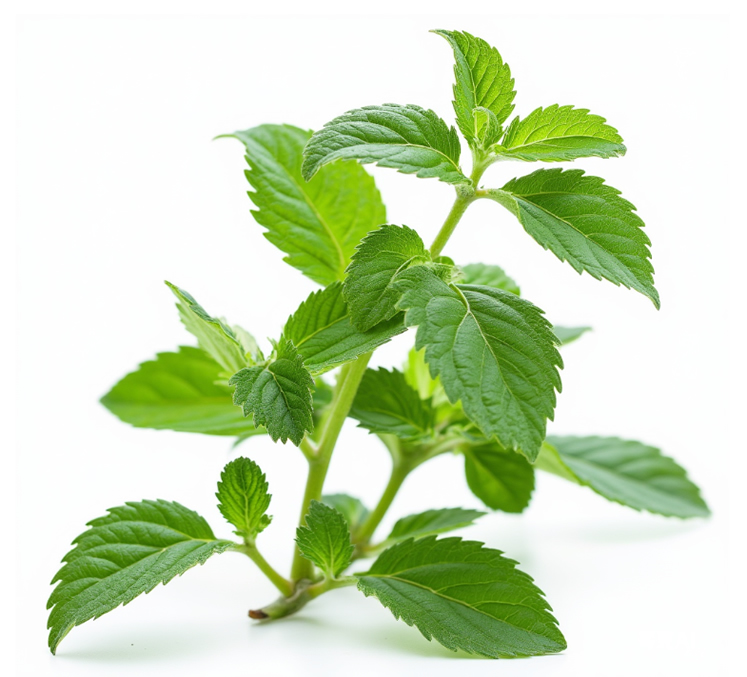 Stevia Industrial Pressing