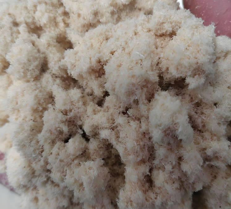 wood fiber