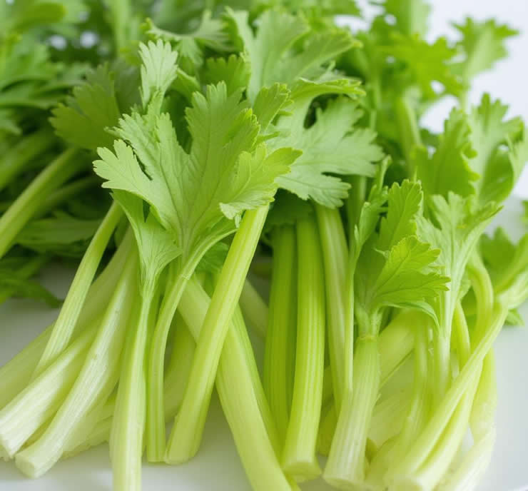Screw Press for Celery Juice Production