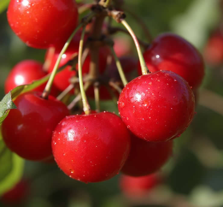 Screw Press for Cherry Juice Production