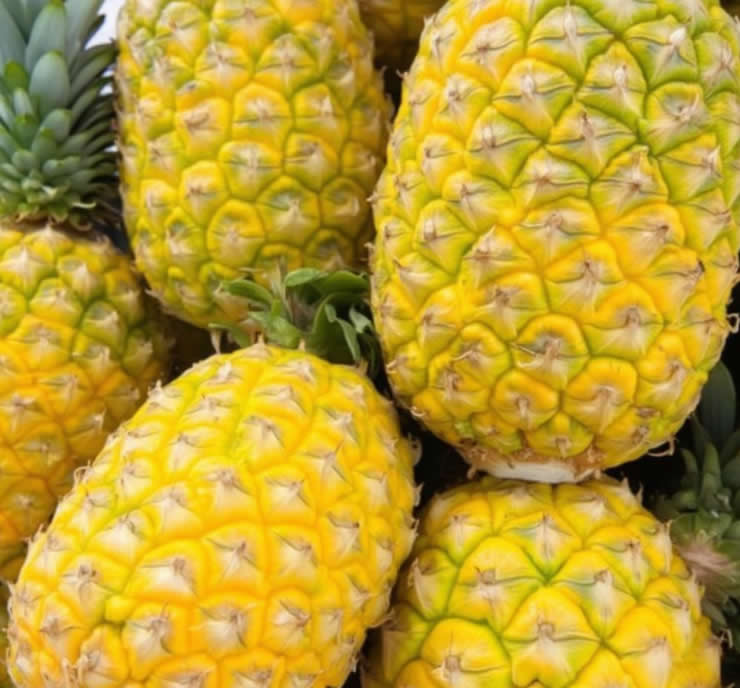 High Capacity Screw Press for Pineapple Juice
