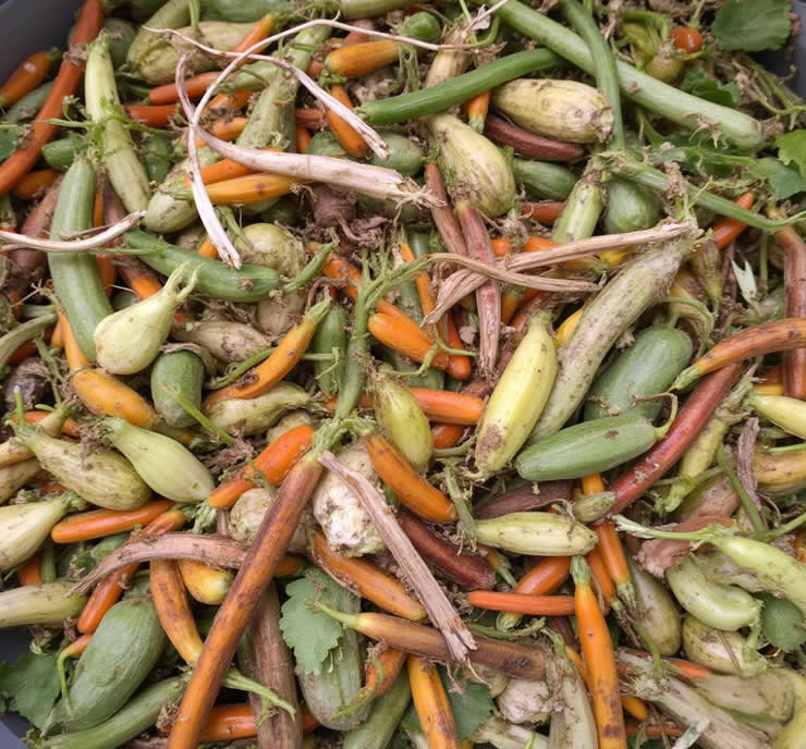 Vegetable waste screw press for composting